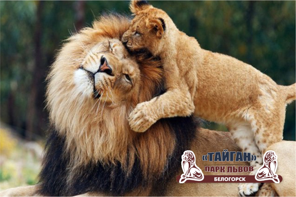 <span style="font-weight: bold;">Сафари-парк "Тайган" </span>